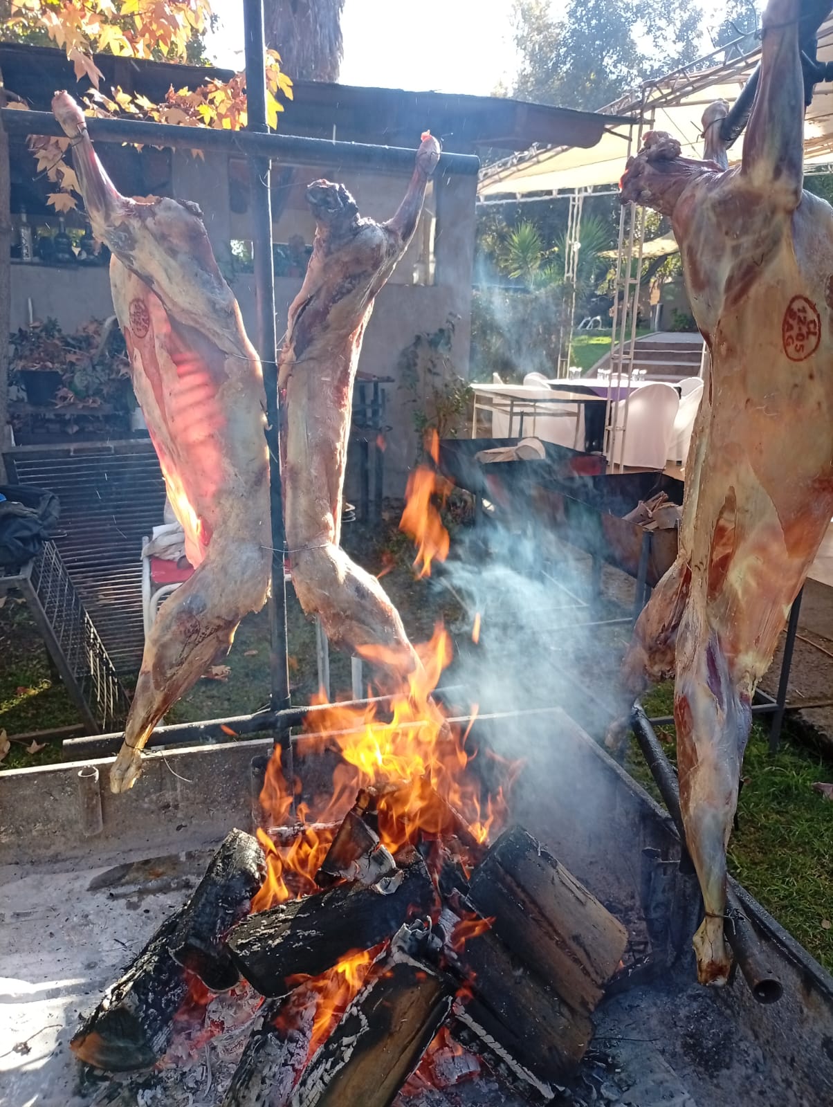 Corderos al palo asándose a la leña